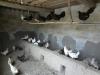 Visiting Tibetan chicken farms in Shigatse2